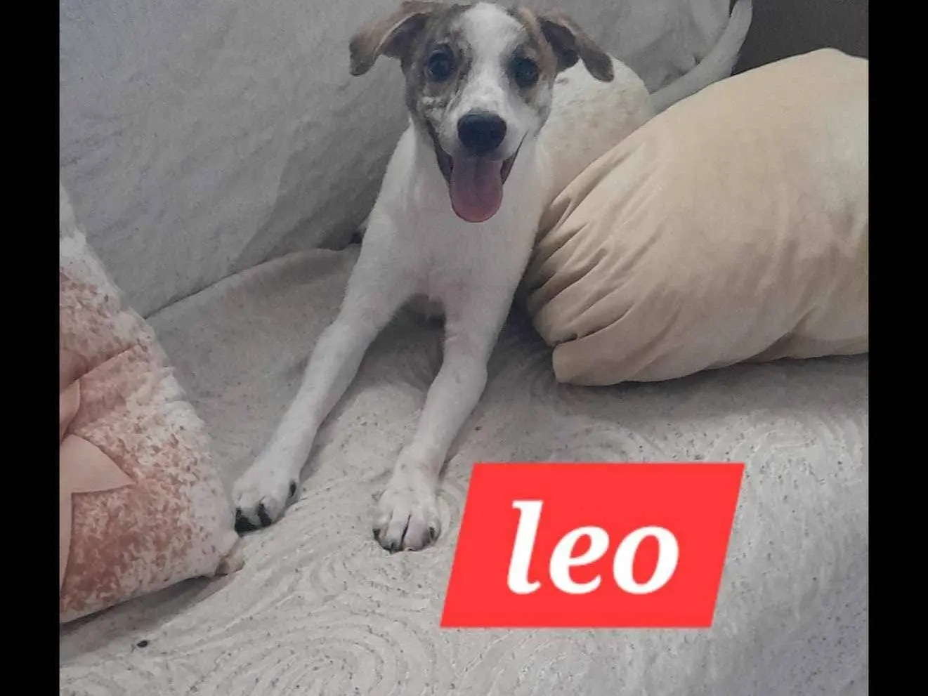 Adozione cane, maschio, meticcio, 2 anni e 7 mesi, taglia piccola, Catania