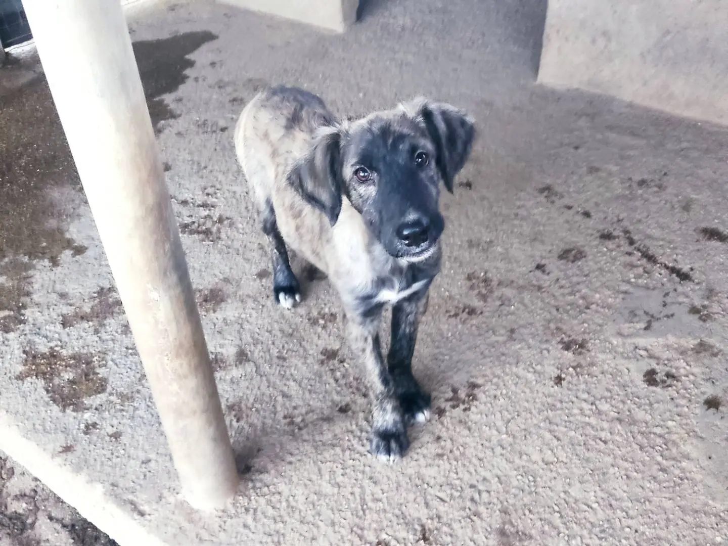 Adozione cane, maschio, Razza sconosciuta Razza sconosciuta, 5 mesi, taglia media, Modena