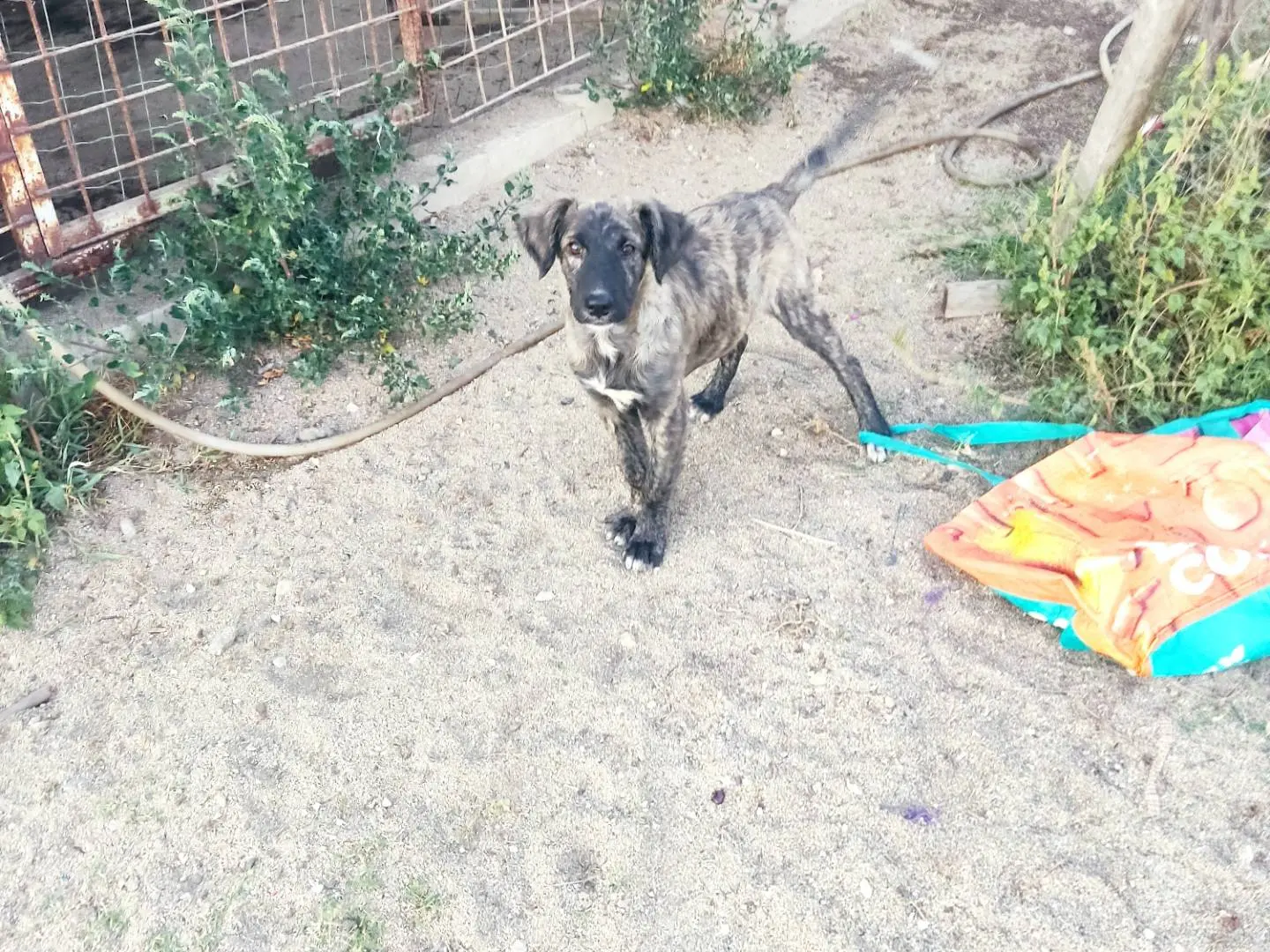 Adotta un cane, maschio, 5 mesi, Modena