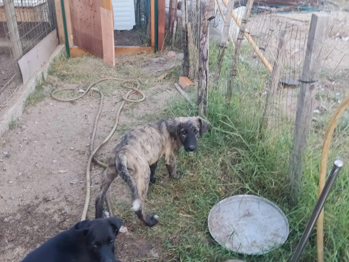 Vuoi adottare un cane a Modena?