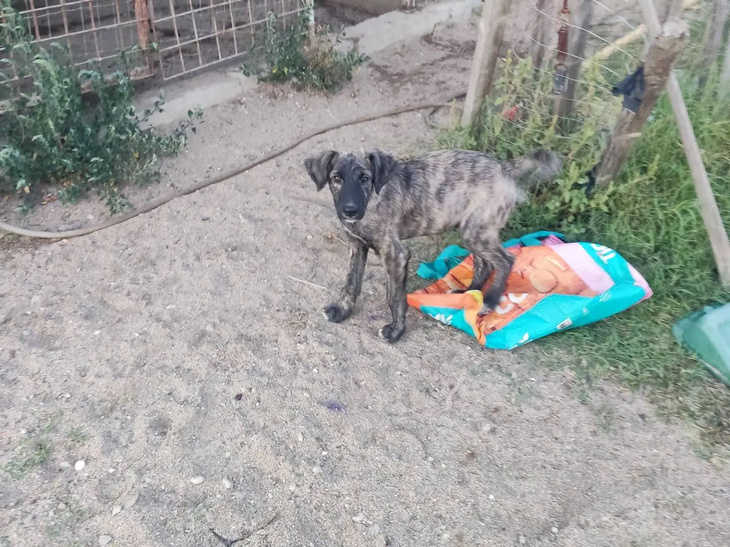 Adotta un cane, taglia media, maschio, Modena