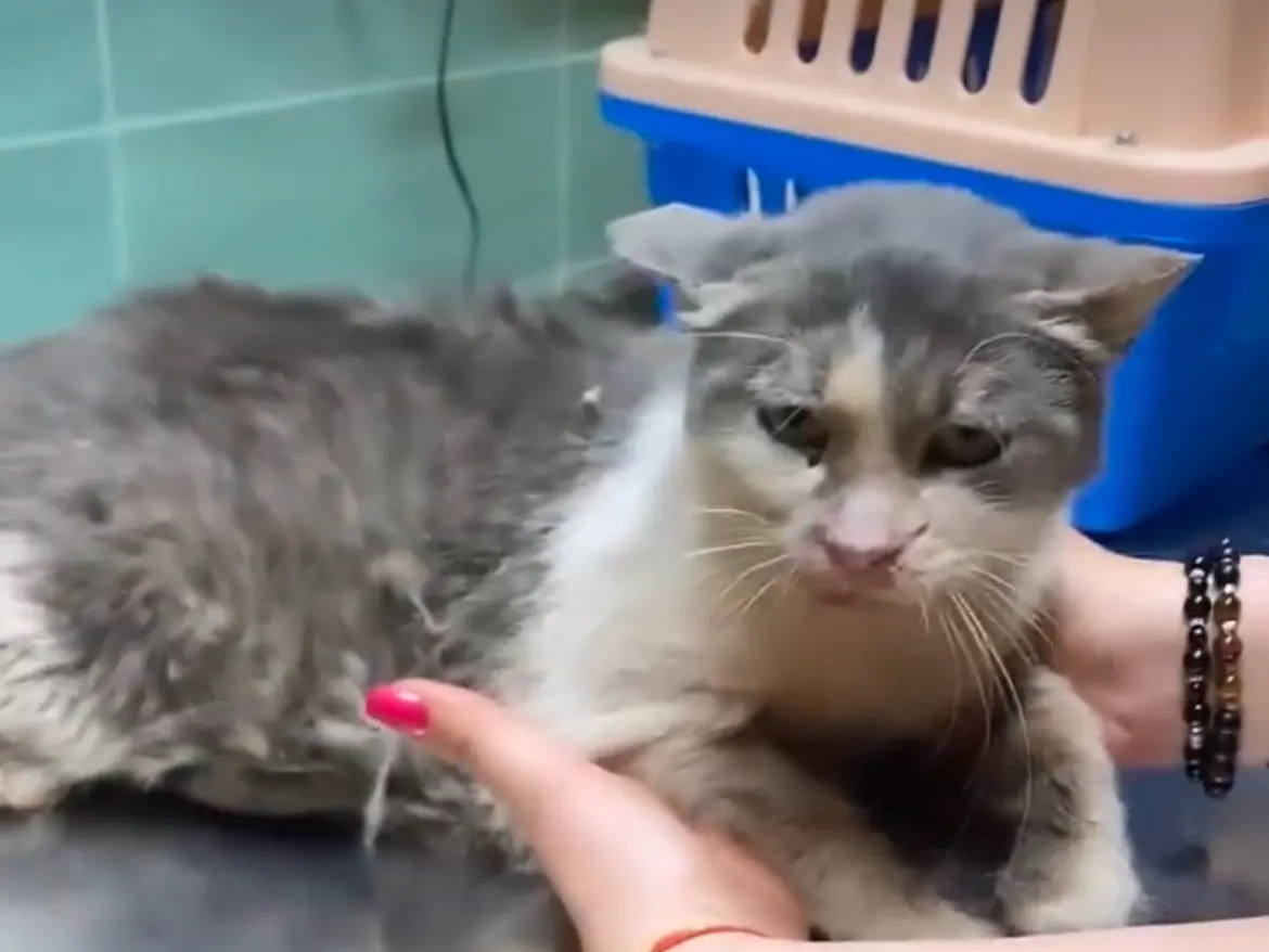 Adotta un gatto, femmina, 6 anni e 5 mesi, Napoli