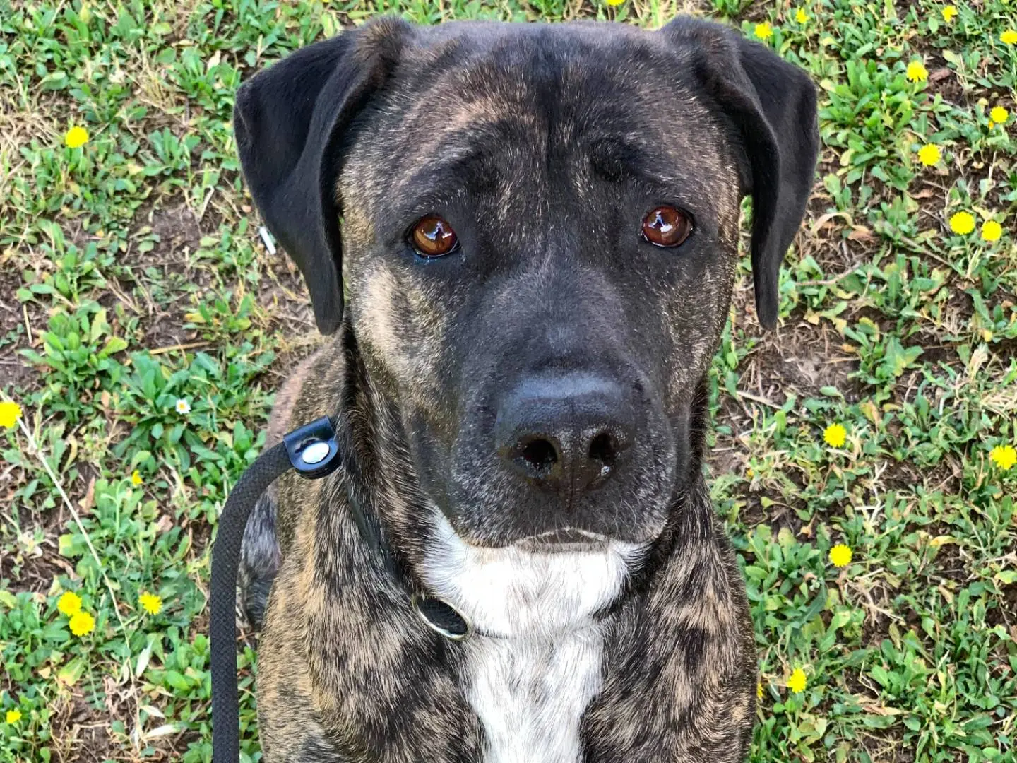Adozione cane, femmina, Corso Razza sconosciuta, 1 anno e 4 mesi, taglia grande, Roma