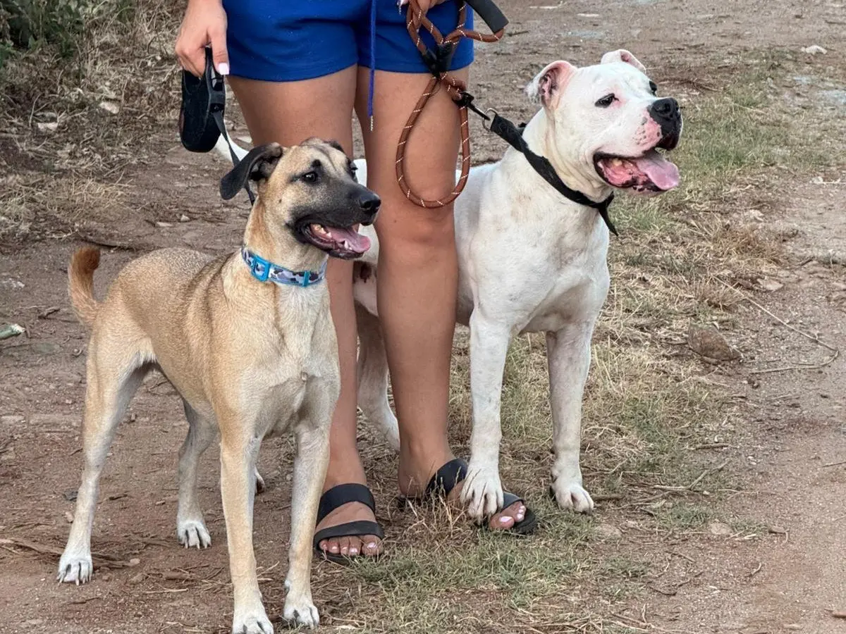 Adotta un cane, maschio, 7 anni, Catanzaro