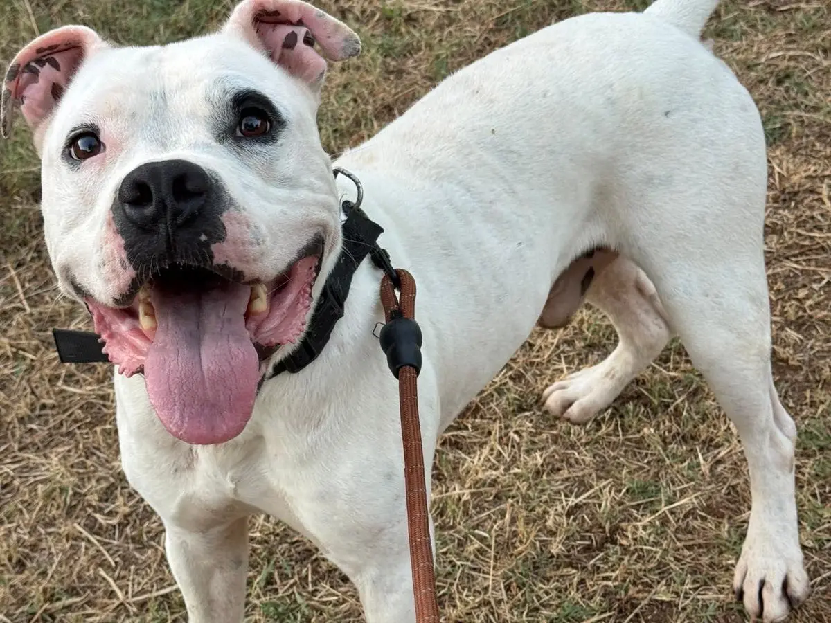 Adotta un cane, taglia grande, maschio, Catanzaro