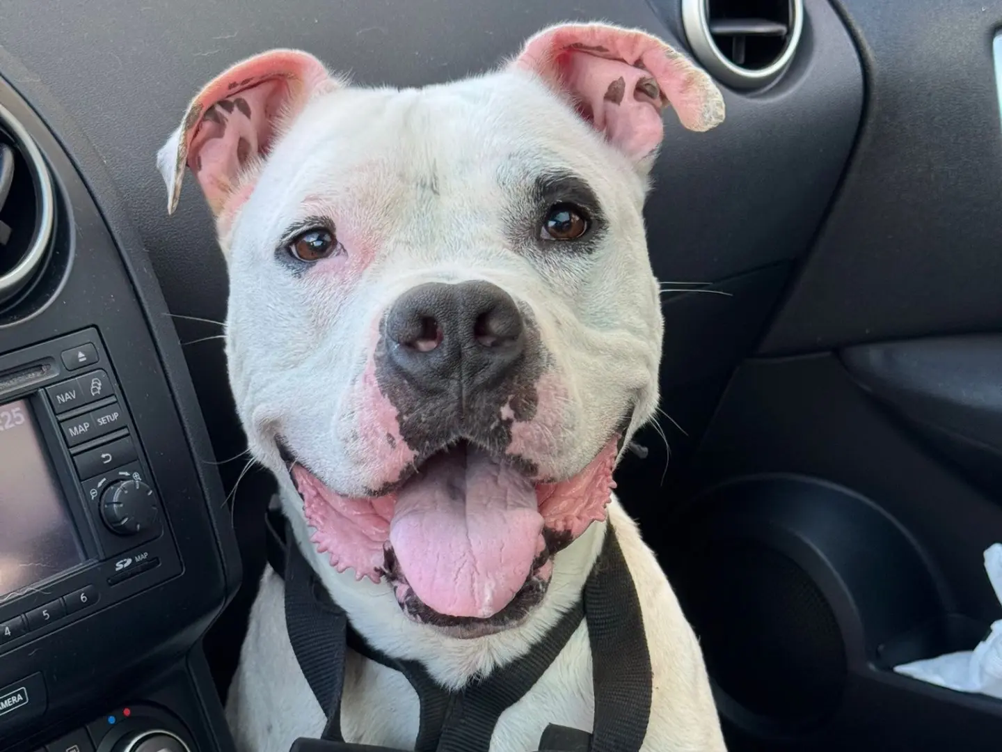 Adozione cane, maschio, Amstaff Razza sconosciuta, 7 anni, taglia grande, Catanzaro