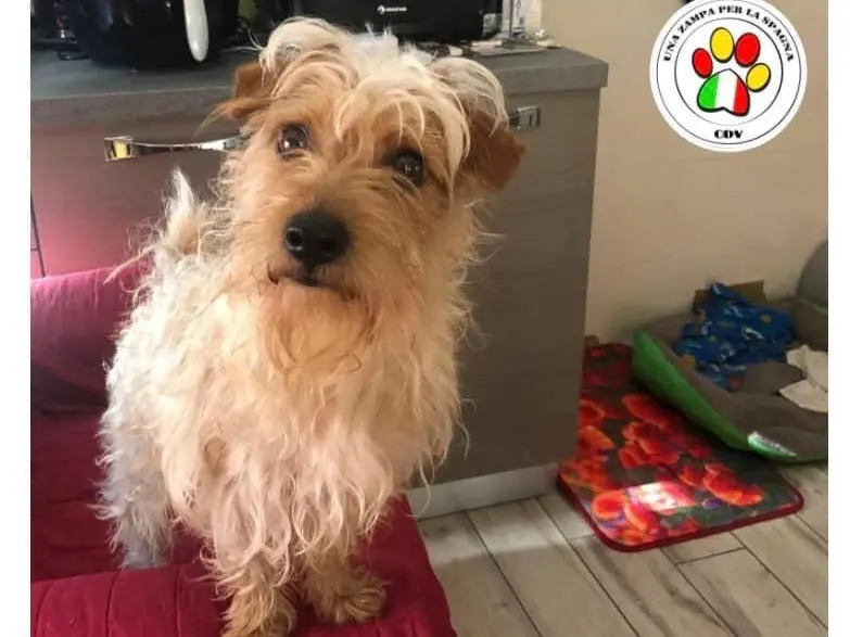 Adozione cane, maschio, Yorkshire Terrier, 4 anni e 9 mesi, taglia piccola, Como