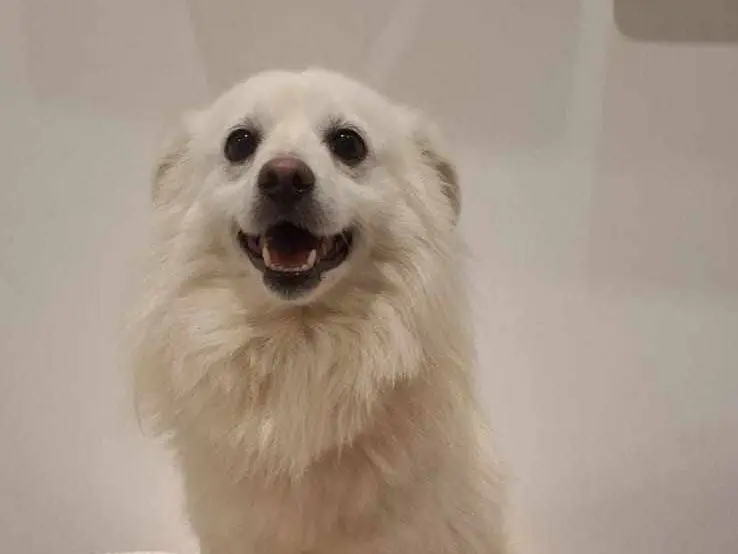 Adotta un cane, taglia piccola, maschio, Catania