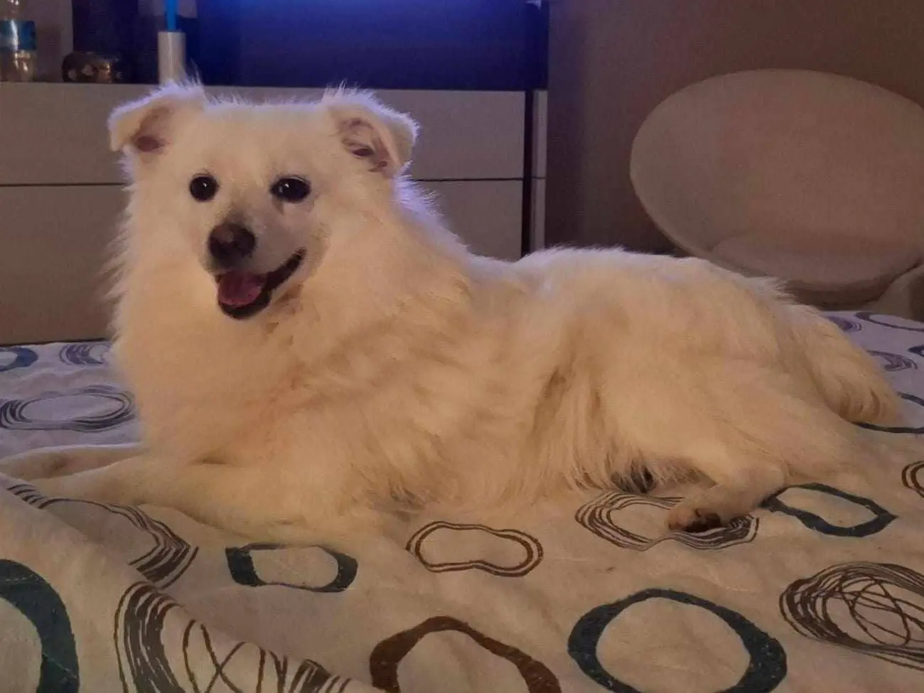 Adozione cane, maschio, Razza sconosciuta Razza sconosciuta, 5 anni, taglia piccola, Catania