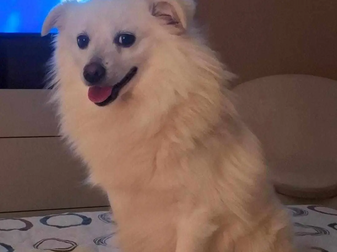 Vuoi adottare un cane a Catania?