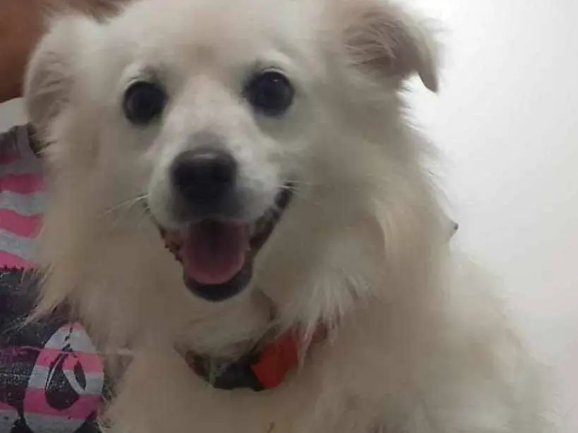 Adotta un cane, maschio, 5 anni, Catania