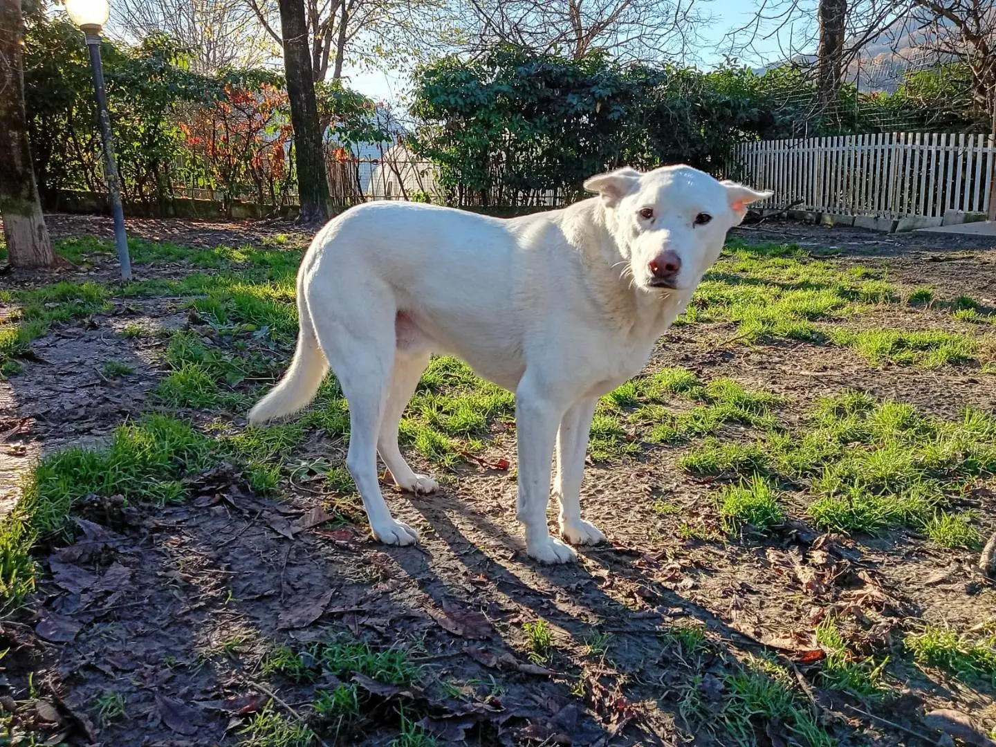 Adotta un cane, taglia media, maschio, Bologna