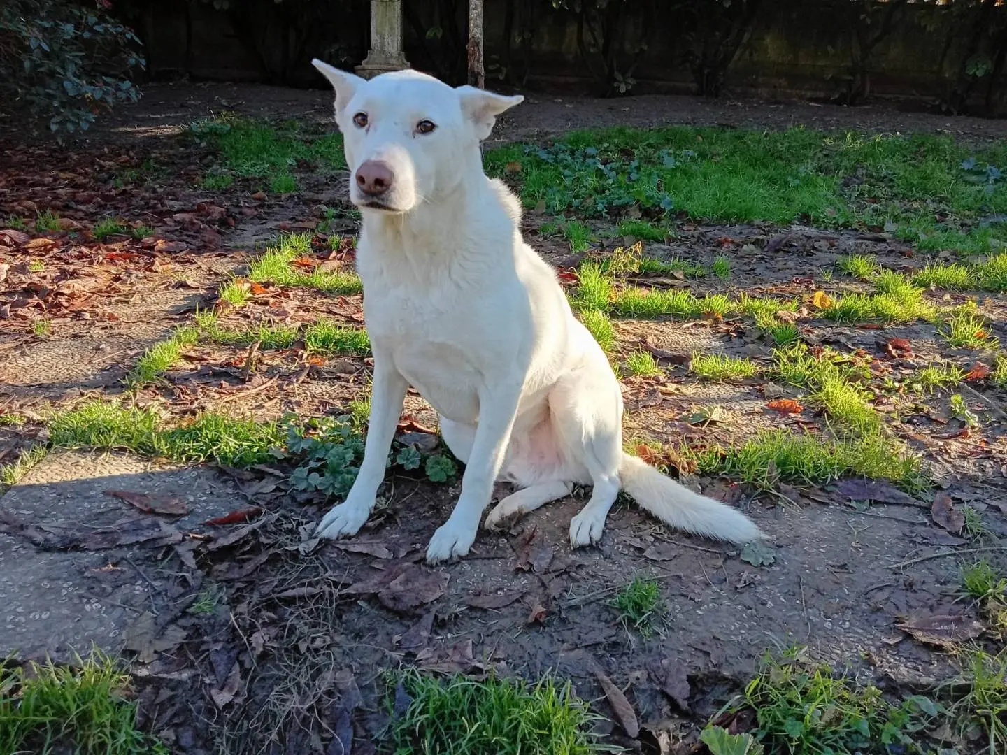 Adotta un cane, maschio, 7 anni e 1 mese, Bologna