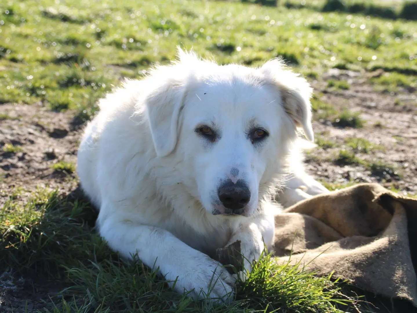 Adozione cane, femmina, Pastore maremmano Razza sconosciuta, 4 anni e 9 mesi, taglia media, Sassari