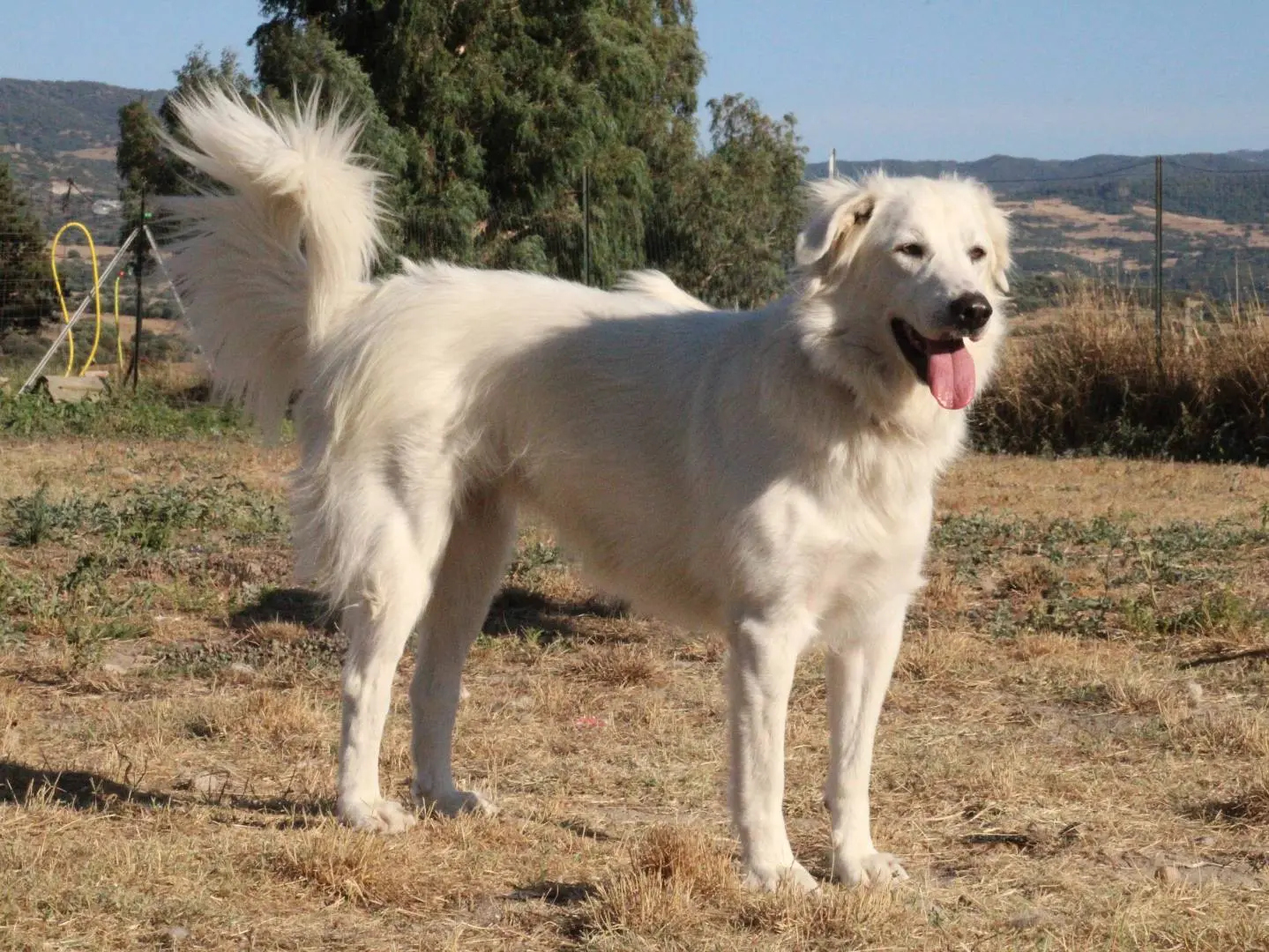 Adotta un cane, femmina, 4 anni e 9 mesi, Sassari