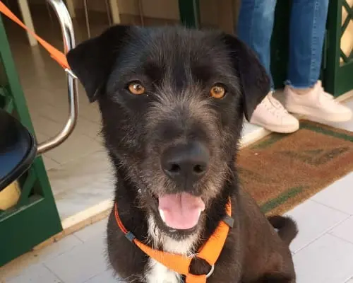 Adozione cane, maschio, Spinone, 5 anni e 6 mesi, taglia media, Napoli