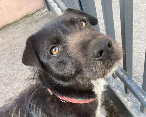 Adotta un cane, maschio, 5 anni e 6 mesi, Napoli