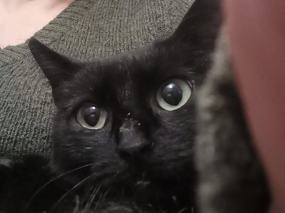 Adotta un gatto, femmina, 4 anni e 11 mesi, Torino