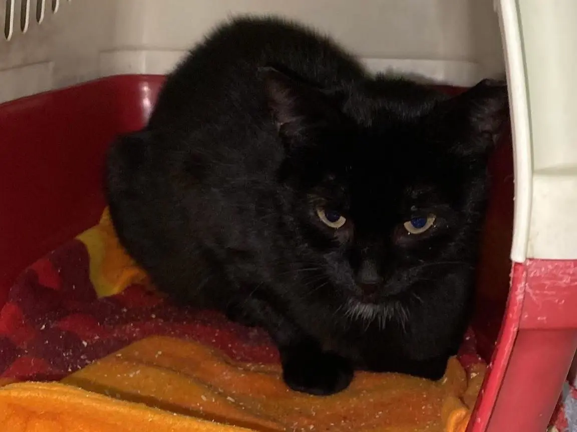 Adozione gatto, femmina, Razza sconosciuta Razza sconosciuta, 4 anni e 11 mesi, taglia non valida, Torino