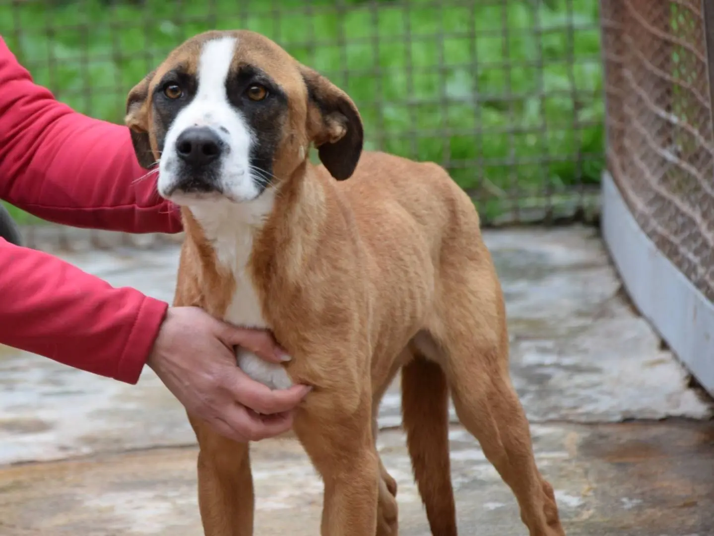 Adozione cane, femmina, Razza sconosciuta Razza sconosciuta, 4 anni e 4 mesi, taglia media, Chieti