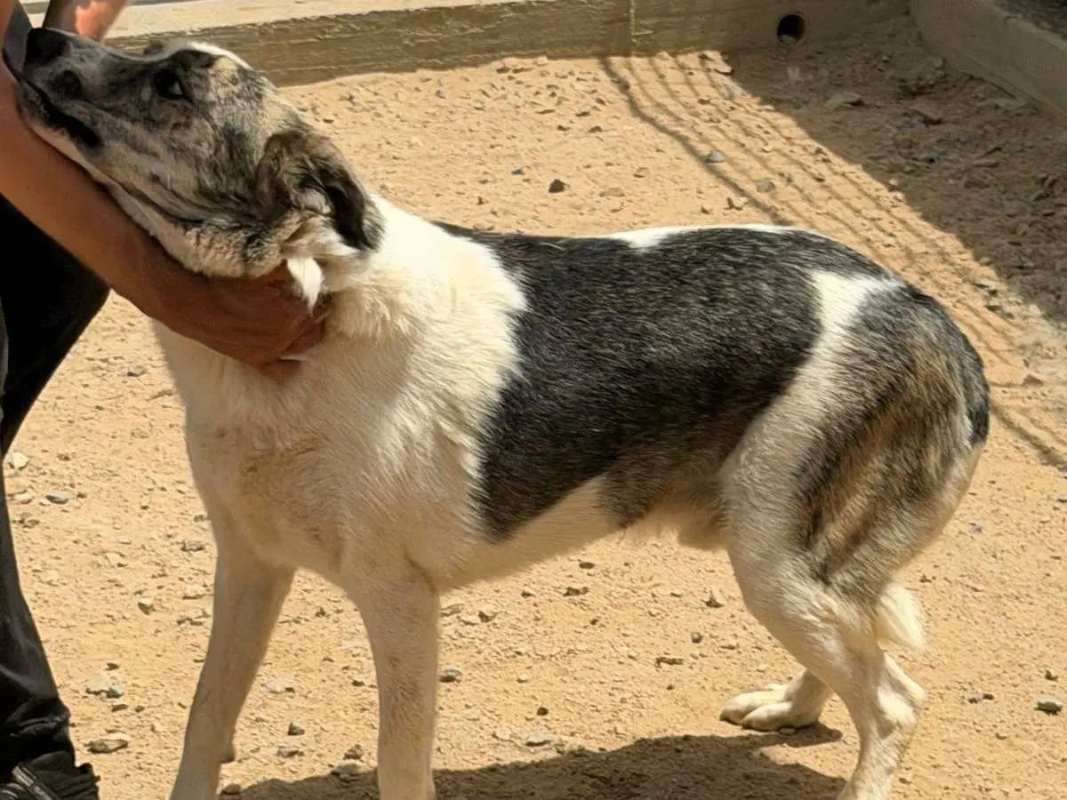 Foto 3 dell'animale