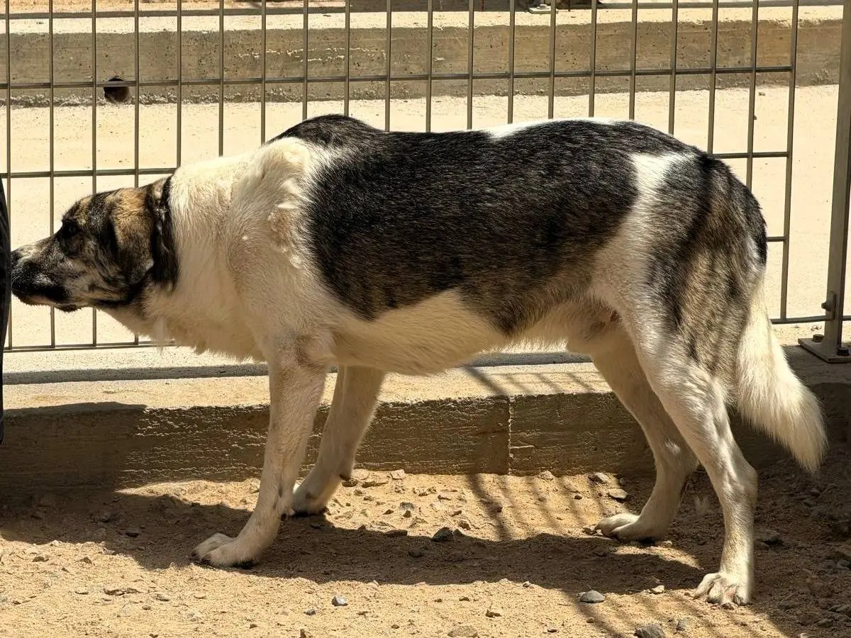 Adotta un cane, maschio, 2 anni e 7 mesi, Sassari