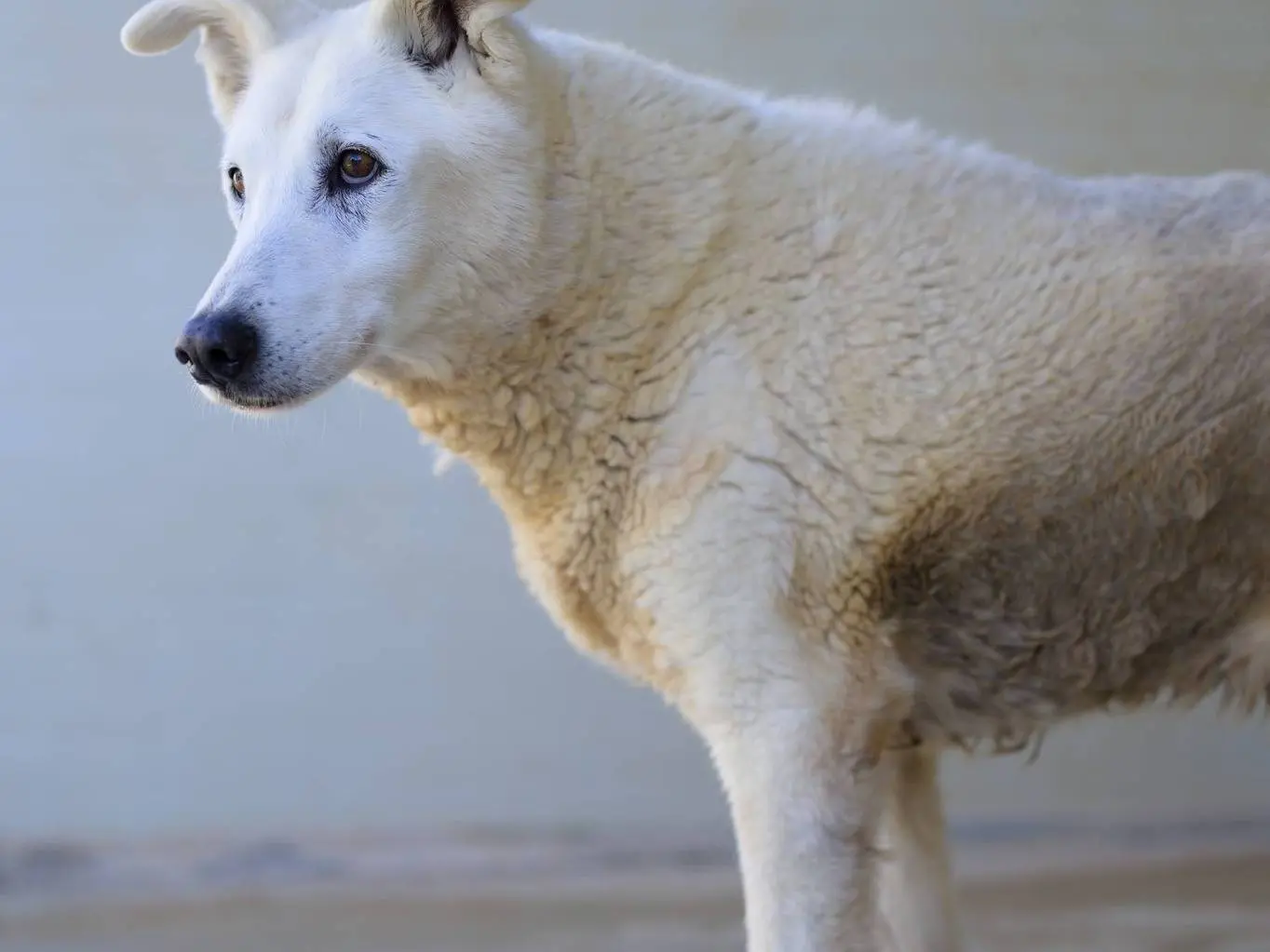 Adotta un cane, maschio, 13 anni e 9 mesi, Bari