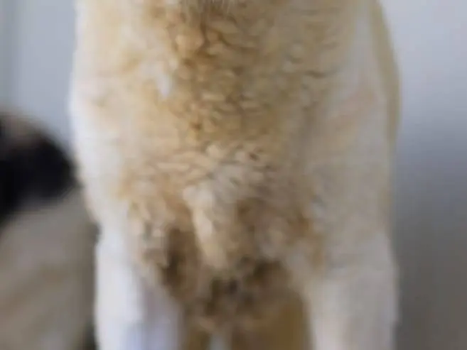 Vuoi adottare un cane a Bari?