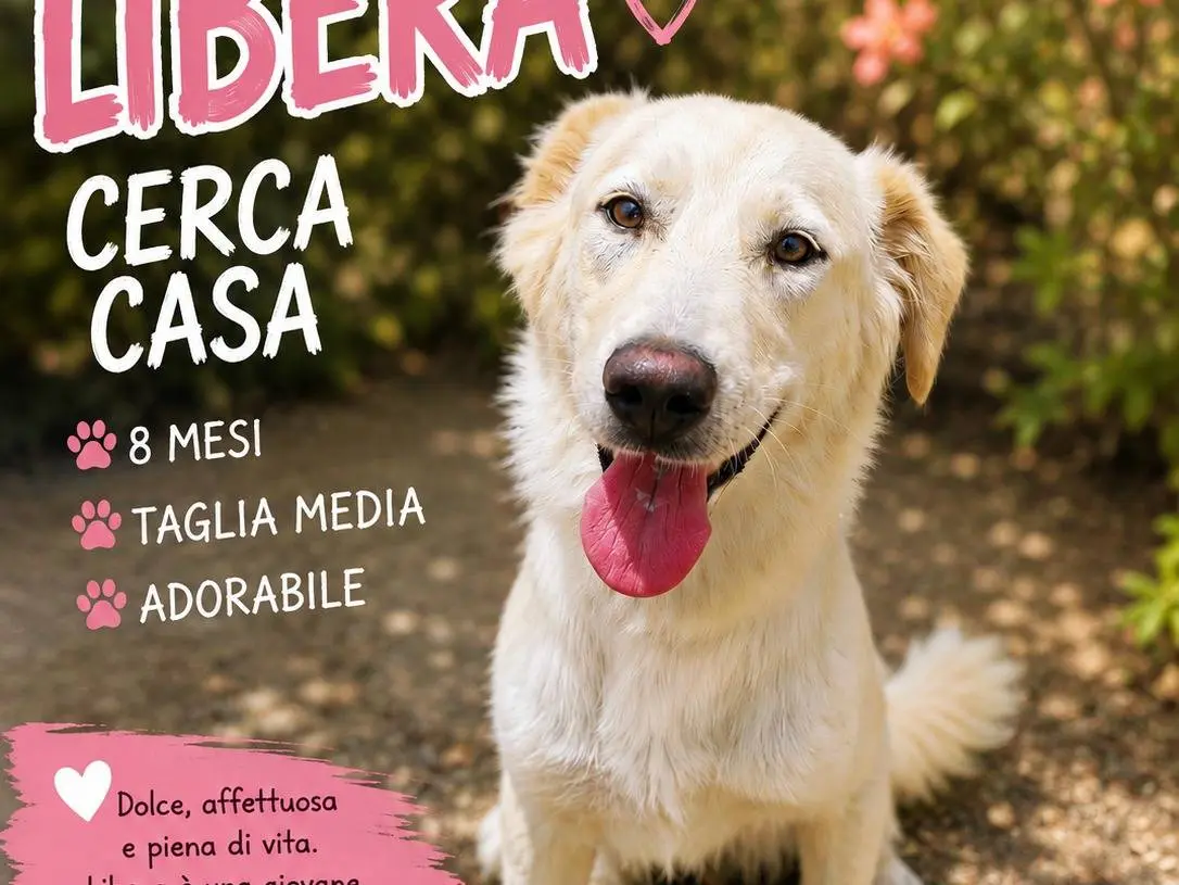Adozione cane, femmina, Razza sconosciuta Razza sconosciuta, 11 mesi, taglia media, Trapani