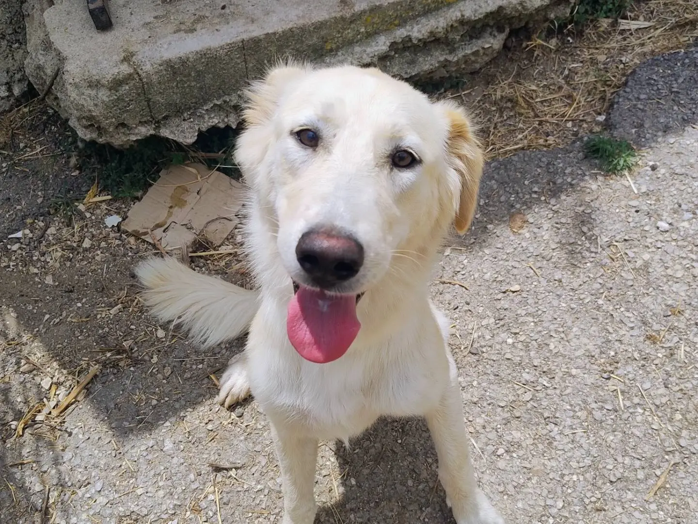 Adotta un cane, femmina, 11 mesi, Trapani