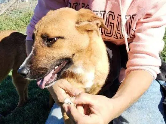 Adozione cane, maschio, meticcio, 4 anni, taglia media contenuta, Latina