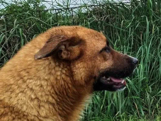 Adotta un cane, maschio, 4 anni, Latina