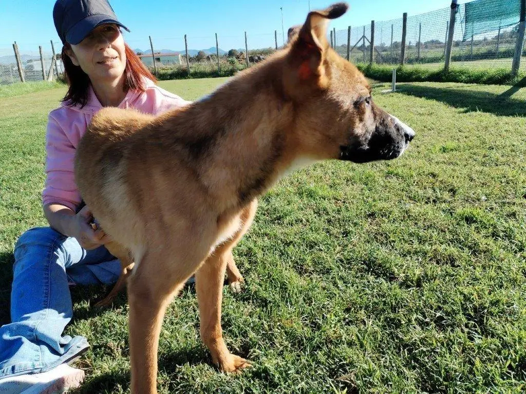 Adotta il cane Vulcano lupacchiotto timidino chiuso in canile a Latina