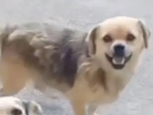 Adozione cane, maschio, Razza sconosciuta Razza sconosciuta, 4 anni e 10 mesi, taglia piccola, Latina