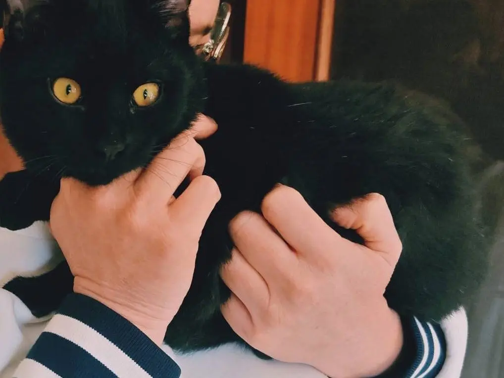 Adozione gatto, maschio, Razza sconosciuta Razza sconosciuta, 5 mesi, taglia non valida, Bari