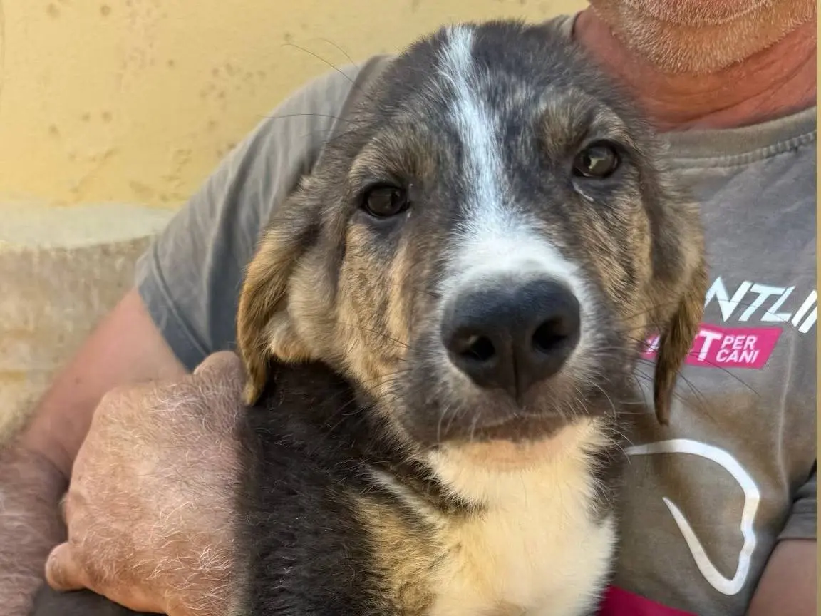 Adozione cane, maschio, Razza sconosciuta Razza sconosciuta, 7 mesi, taglia media, Matera