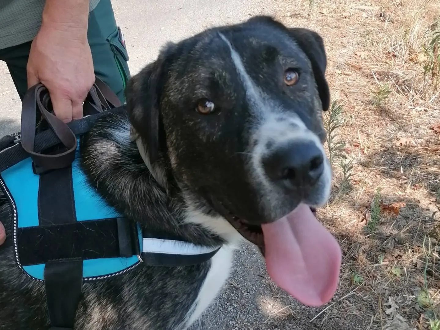 Adozione cane, maschio, Razza sconosciuta Razza sconosciuta, 1 anno e 5 mesi, taglia gigante, Novara