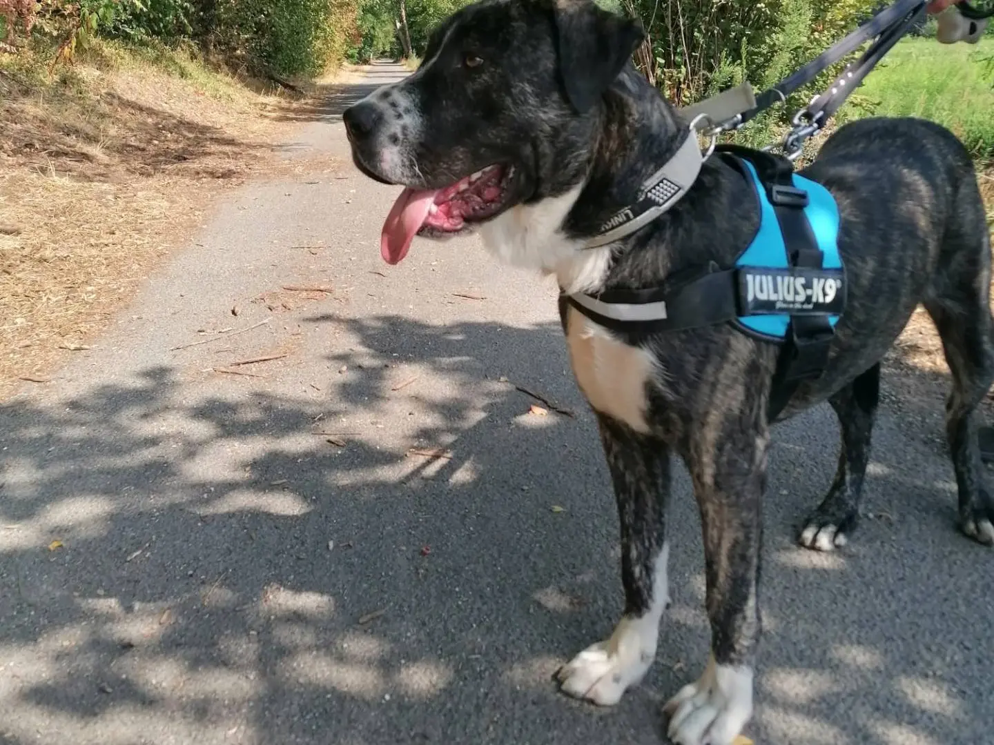 Adotta un cane, taglia gigante, maschio, Novara