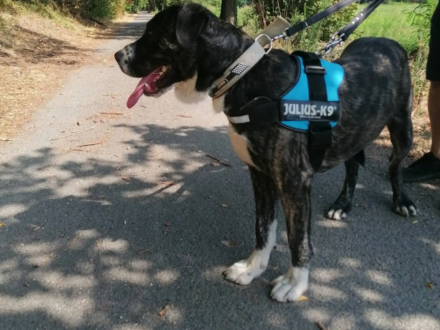 Adotta un cane, maschio, 1 anno e 5 mesi, Novara