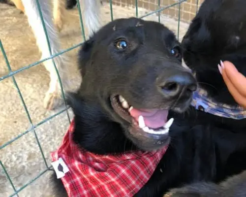 Adotta un cane, femmina, 7 anni e 6 mesi, Napoli
