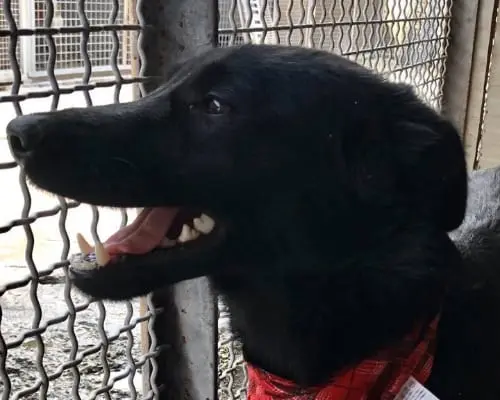 Adozione cane, femmina, Pastore tedesco, 7 anni e 6 mesi, taglia piccola, Napoli