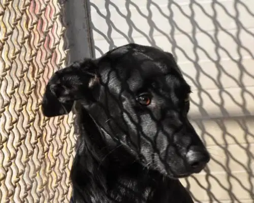 Adotta un cane, taglia piccola, femmina, Napoli