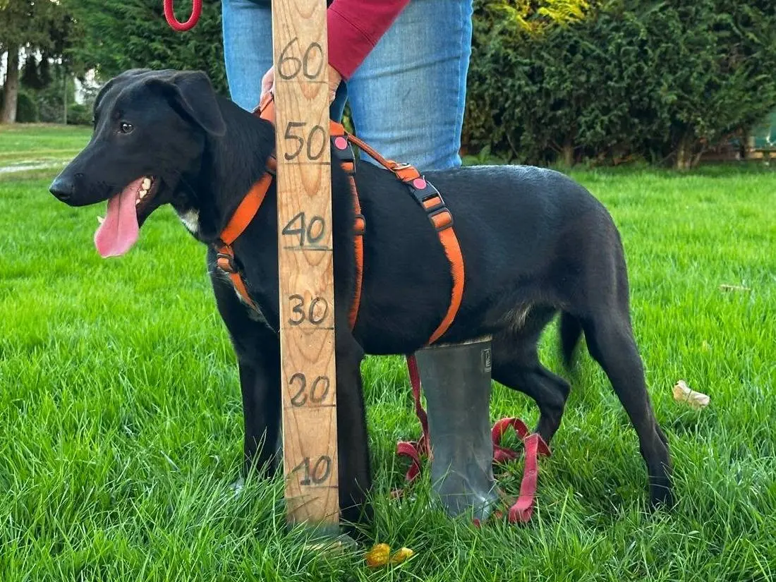 Adotta il cane LILY a Milano