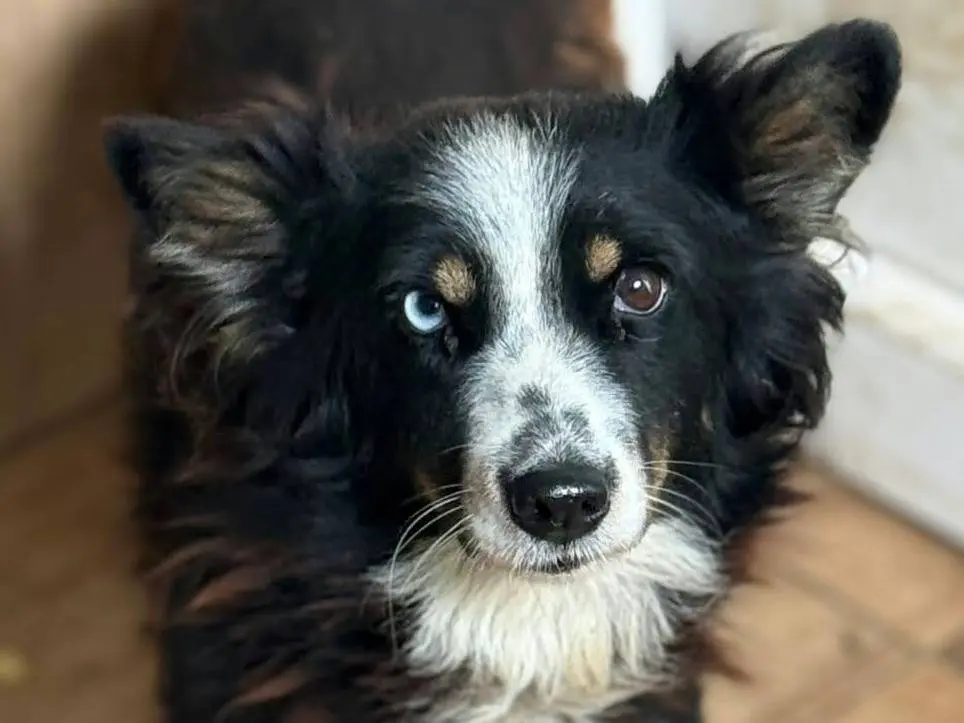 Adozione cane, femmina, Razza sconosciuta Razza sconosciuta, 2 anni e 10 mesi, taglia piccola, Firenze