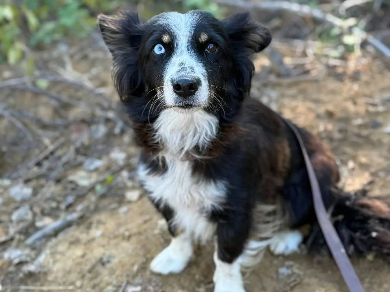 Vuoi adottare un cane a Firenze?
