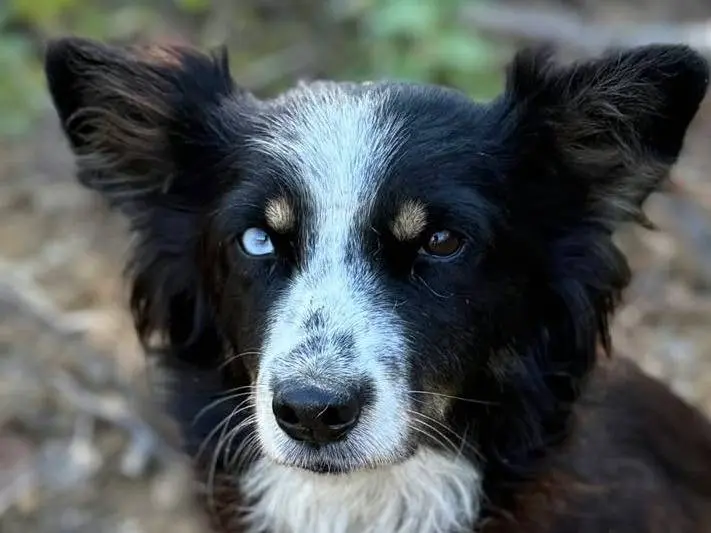 Adotta un cane, femmina, 2 anni e 10 mesi, Firenze