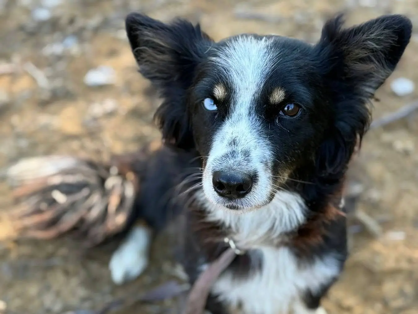 Adotta un cane, taglia piccola, femmina, Firenze