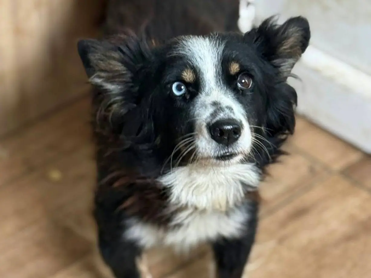 Adotta il cane ASTRID a Firenze