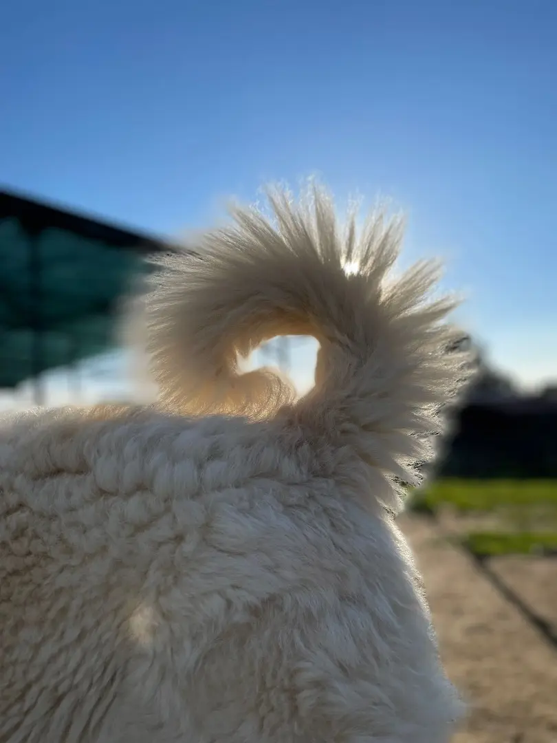 Adotta il cane Bjorn a Roma