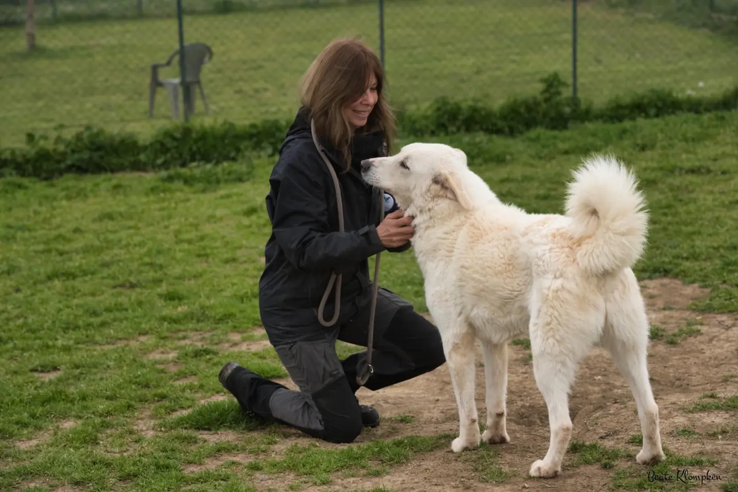 Adotta un cane, taglia grande, maschio, Roma